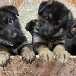 German Shepherd Puppies from VonBacchusshepherds
