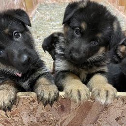 German Shepherd Puppies from VonBacchusshepherds