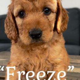 Freeze - Red  female Goldendoodle puppy in Lake City, Florida from North Florida Poodles and Doodles