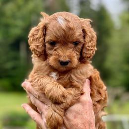Gray boy - Red  male Goldendoodle puppy in Kitsap County, Washington from Amazing Grace Doodles