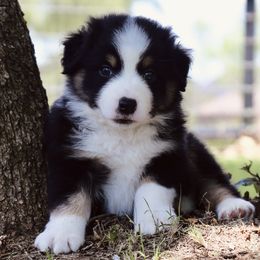 Snap Dragon (Dragon) - Black tri male Miniature Australian Shepherd puppy in Weatherford, Texas from Ridgestar Aussies