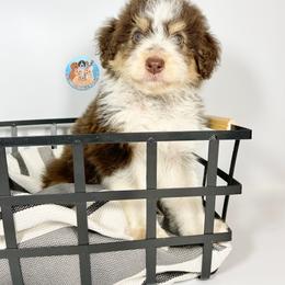 Aussiedoodle, Bernedoodle, and Goldendoodle Puppies from Dandy Doodle Ranch