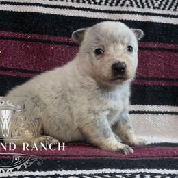 Fred - Blue male Australian Cattle Dog puppy in Silsbee, Texas from Rockin ND Ranch