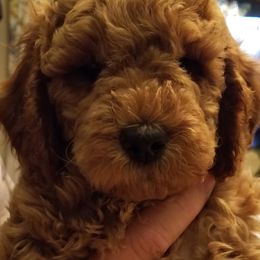 Goldendoodles from Allred's Doodles