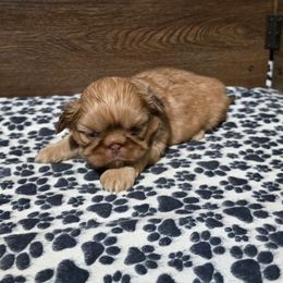 Male 1 - Liver male Shih Tzu puppy in Meadows Of Dan, Virginia from Walt’s Shih Tzus