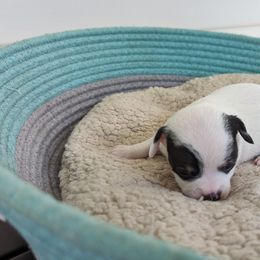 Chihuahua Puppies from Wilds Farms