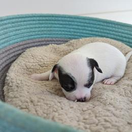 Chihuahua Puppies from Wilds Farms