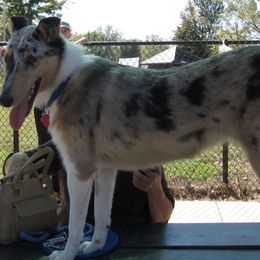 Collies from Ton Mohr Collies