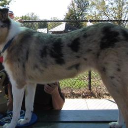 Collies from Ton Mohr Collies