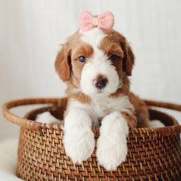 Boy 3 - male Goldendoodle puppy in Rio Linda, California from GoldendoodlePaw