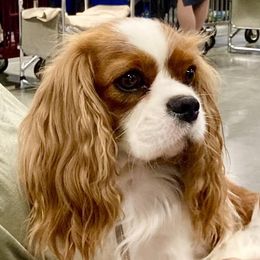 Nadia - Cavalier King Charles Spaniel