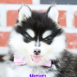 Miguel - Black and white male Pomsky puppy in Humeston, Iowa from M.A.R. Dogs