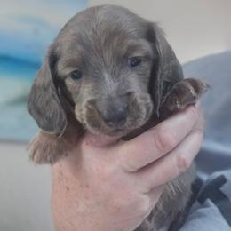 Blue based shaded cream - Blue and cream male Dachshund puppy in Port Charlotte, Florida from Vicki's Dachshund Crossing