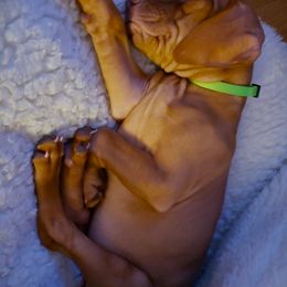 Vizsla Puppies from Mill Pond Farm Vizslas