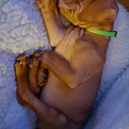 Vizsla Puppies from Mill Pond Farm Vizslas