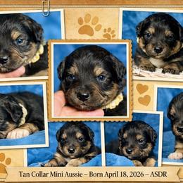 Tan collar - Black tri male Miniature Australian Shepherd puppy in 32046, Florida from River Hill Ranch