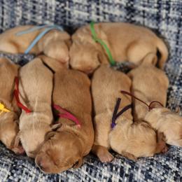 Cordelia - Golden female Golden Retriever puppy in Payette, Idaho from Stonewick Retrievers