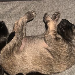 Afghan Hound Puppies from Kelli Kujawa