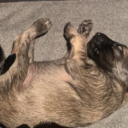 Afghan Hound Puppies from Kelli Kujawa