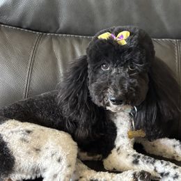 Goldendoodles and Poodles from Serenity Doodles