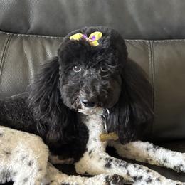 Goldendoodles and Poodles from Serenity Doodles