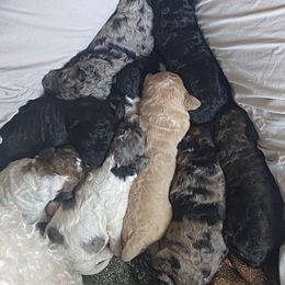 Goldendoodle and Poodle Puppies from Curly Q Doo’s PoodleIshes Poo’s