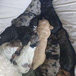 Goldendoodle and Poodle Puppies from Curly Q Doo’s PoodleIshes Poo’s