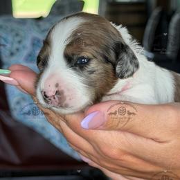 Miss. Lt. Pink-4800 - Dapple female Dachshund puppy in Ocala/Gainesville, Florida from From the Heart Doxies