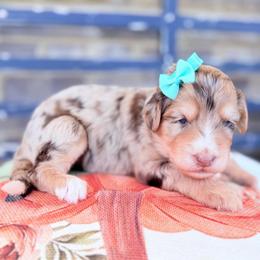 Pumpkin Patch - Red merle female Aussiedoodle puppy in Cartersville, Georgia from Simply Blessed Doodles