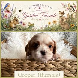 Cooper - Blenheim male Cavalier King Charles Spaniel puppy in Auburn, Washington from Enchanted Cavaliers