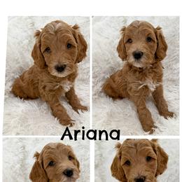 Arianna - Parti female Goldendoodle puppy in Johnson, Texas from Doodles of the Brazos