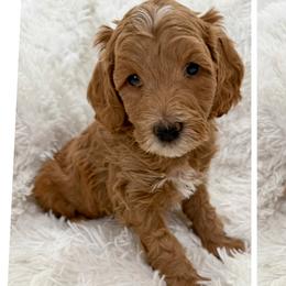 Arianna - Parti female Goldendoodle puppy in Johnson, Texas from Doodles of the Brazos