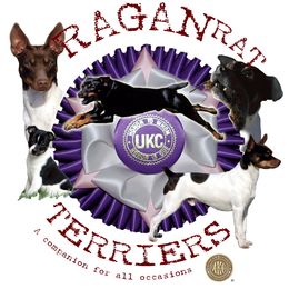 Rat Terrier Puppies from RaganRat Terriers