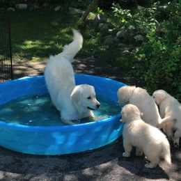 Golden Retriever Puppies from K & M Golden Retrievers