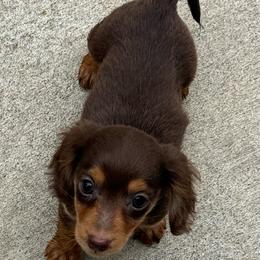 Peanut - Chocolate and tan male Dachshund puppy in Salem, Oregon from Longdox Mini Dachshunds