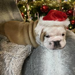 Bulldog Puppies from Semper Fi Bulldogs