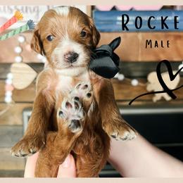 Rocket - Red  male Goldendoodle puppy in Hilton, New York from The House of Goldendoodle