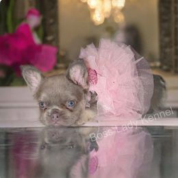 Girl - Blue female French Bulldog puppy in Alexandria, Virginia from Boss Lady Kennel