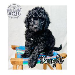 Knight - Black male Bernedoodle puppy in Belleville, Michigan from Moose Tracks Bernedoodles