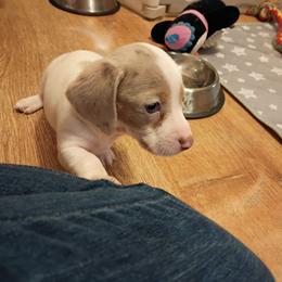 Girl 2 - Fawn (isabella) and tan female Dachshund puppy in Gracemont, Oklahoma from Frank's Mini Doxies