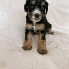 Australian Mountain Doodle, Bernedoodle, and Bernese Mountain Dog Puppies from Berns & Doodles
