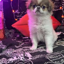 Sable girl - Sable and white female Japanese Chin puppy in Salem, Oregon from Chinnychinchinofsalem