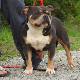 'Ple - American Bully