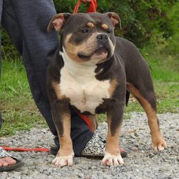 'Ple - American Bully