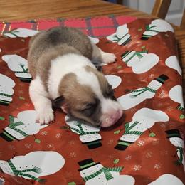 Tesla - Sable female Pembroke Welsh Corgi puppy in New Douglas, Illinois from Millerbaughs Country Corgis