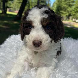 Olive green collar - Brown and white female Aussiedoodle puppy in Clarkston, Washington from Doodle & Poodle Palace