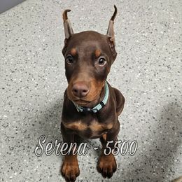 Serena - Red and rust female Doberman Pinscher puppy in Aurora, Indiana from Double-Take Doberman Kennels