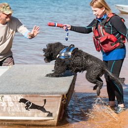 "Murphy Water Trial " Portuguese Water Dog All Grown Up from Belladonna Farm Portuguese Water Dogs