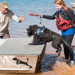 "Murphy Water Trial " Portuguese Water Dog All Grown Up from Belladonna Farm Portuguese Water Dogs