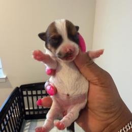 Female - Parti female Yorkshire Terrier puppy in Richmond, Virginia from Kizzie's Yorkies